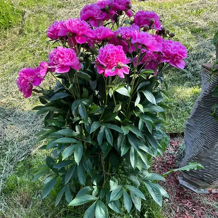 Langrieshof Apartament *