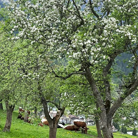 شقة Langrieshof *