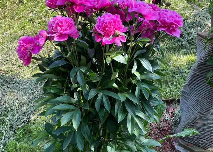 Langrieshof アパート *