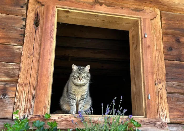 アパート Langrieshof *